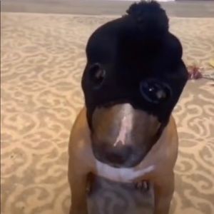 Meet your Posher, Ellie